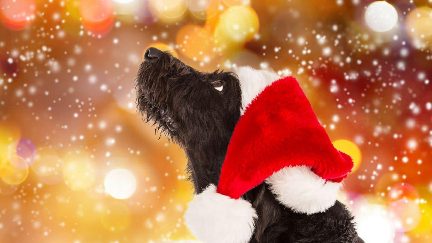 Gesunde Hundeleckerlis zur Weihnachtszeit