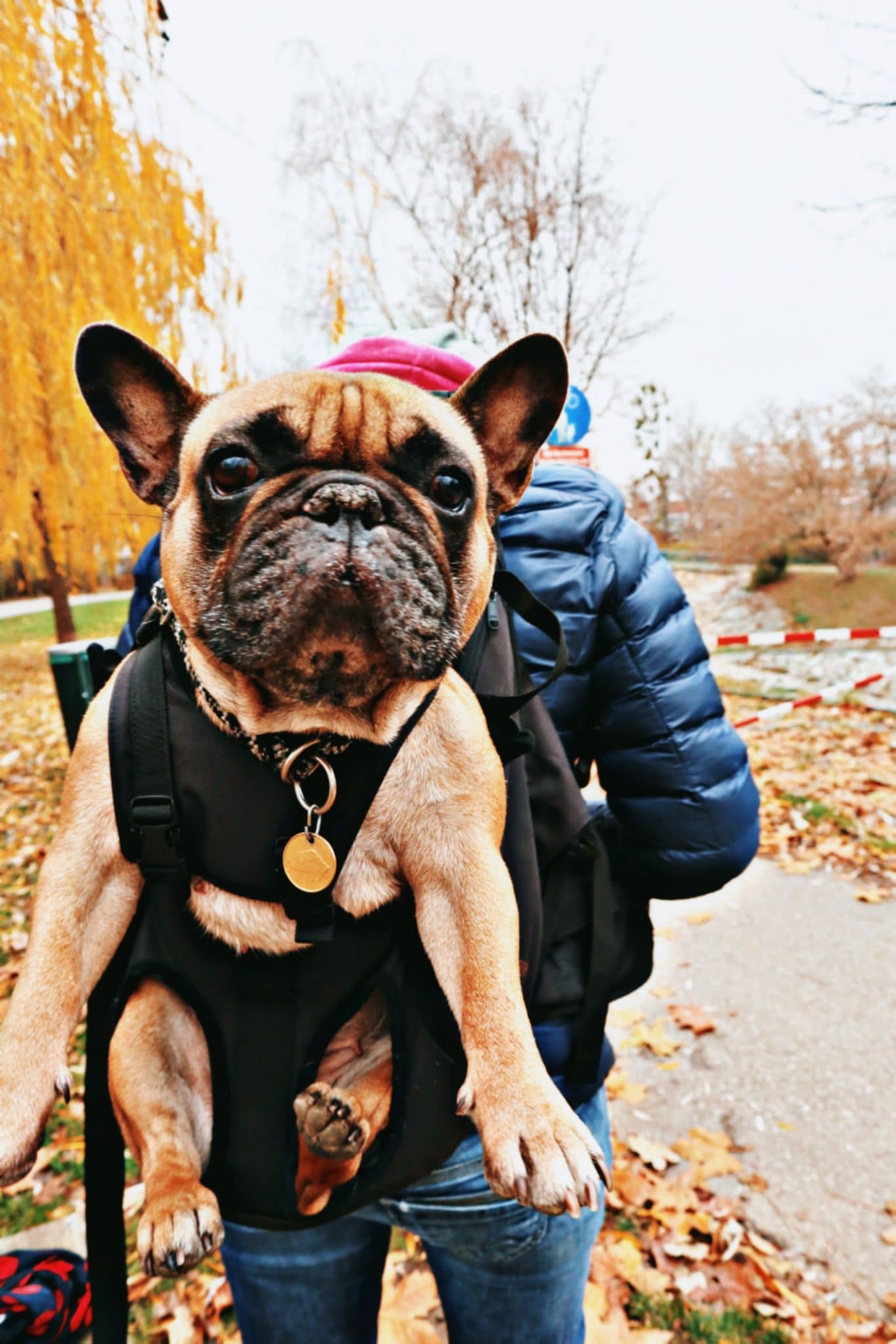 Chief Hunde Anhänger Französische Bulldogge - Lifestyle